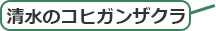 清水のコヒガンザクラ