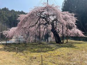 八橋のウバヒガンザクラ