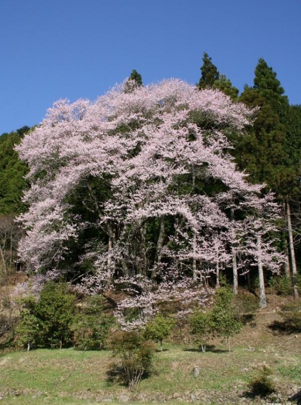 神田エドヒガンサクラの画像