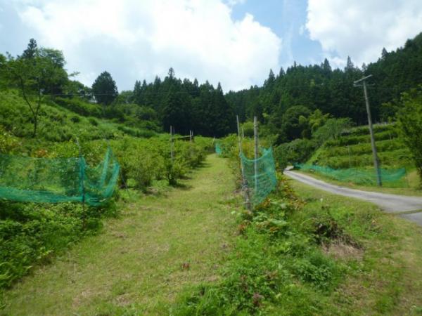 坂口農園の画像