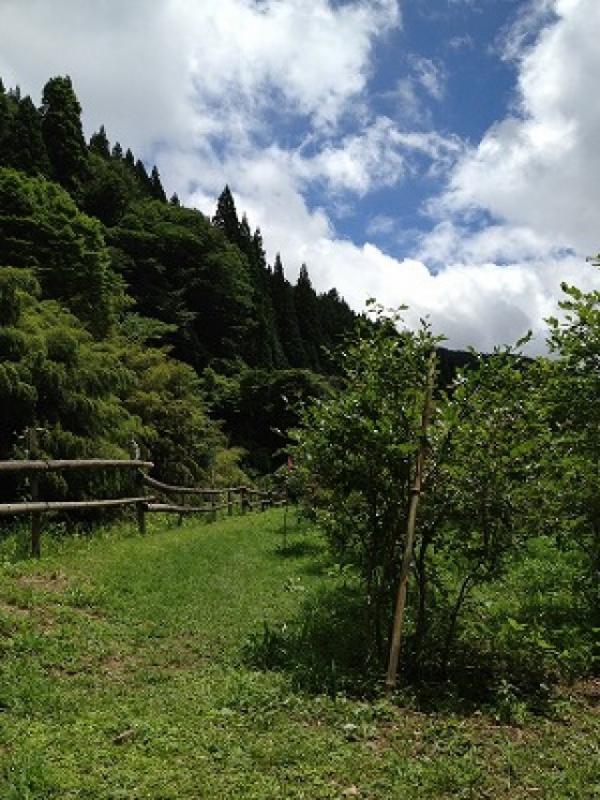 山内農園（ブルーベリー狩り）の画像