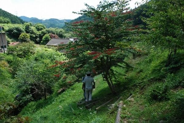 伊藤(実)農園の画像